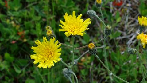 Fotografia da espécie Hieracium schmidtii