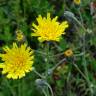 Fotografia 3 da espécie Hieracium schmidtii do Jardim Botânico UTAD