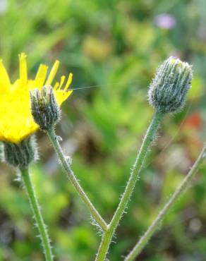 Fotografia 4 da espécie Hieracium schmidtii no Jardim Botânico UTAD