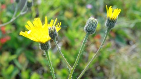 Fotografia da espécie Hieracium schmidtii