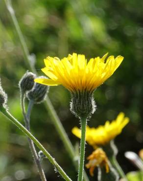 Fotografia 5 da espécie Hieracium schmidtii no Jardim Botânico UTAD