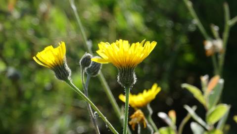 Fotografia da espécie Hieracium schmidtii