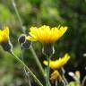 Fotografia 5 da espécie Hieracium schmidtii do Jardim Botânico UTAD