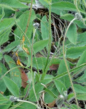 Fotografia 6 da espécie Hieracium schmidtii no Jardim Botânico UTAD