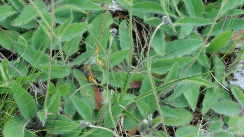Fotografia da espécie Hieracium schmidtii