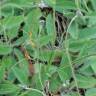 Fotografia 6 da espécie Hieracium schmidtii do Jardim Botânico UTAD