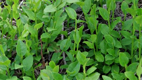 Fotografia da espécie Vaccinium myrtillus