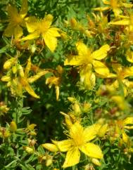 Hypericum perforatum subesp. angustifolium