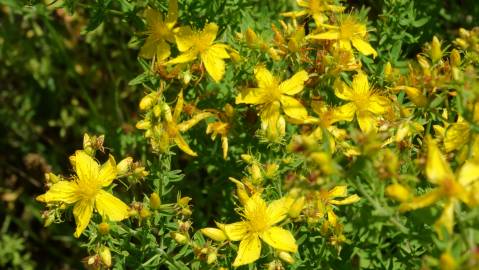 Fotografia da espécie Hypericum perforatum subesp. angustifolium