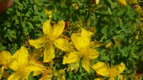 Fotografia da espécie Hypericum perforatum subesp. angustifolium