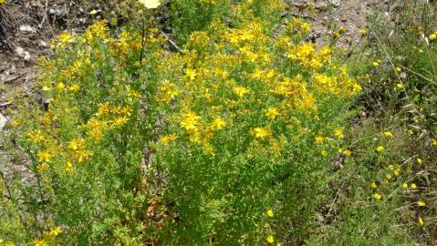 Fotografia da espécie Hypericum perforatum subesp. angustifolium