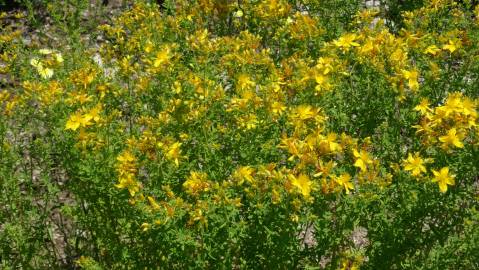 Fotografia da espécie Hypericum perforatum subesp. angustifolium