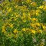 Fotografia 4 da espécie Hypericum perforatum subesp. angustifolium do Jardim Botânico UTAD