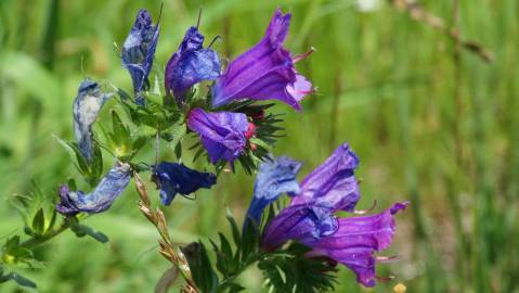 Fotografia da espécie Echium plantagineum