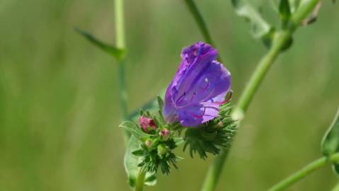 Fotografia da espécie Echium plantagineum