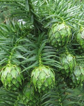 Fotografia 1 da espécie Cunninghamia lanceolata no Jardim Botânico UTAD