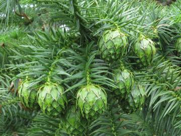 Fotografia da espécie Cunninghamia lanceolata