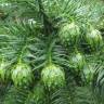 Fotografia 1 da espécie Cunninghamia lanceolata do Jardim Botânico UTAD