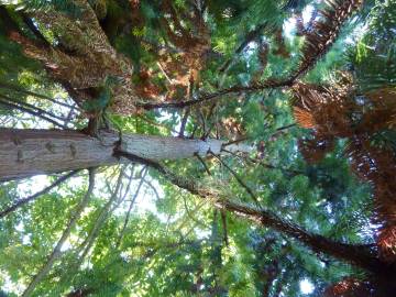 Fotografia da espécie Cunninghamia lanceolata