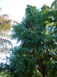 Fotografia da espécie Cunninghamia lanceolata