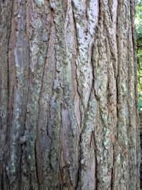 Fotografia da espécie Cunninghamia lanceolata