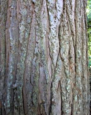 Fotografia 4 da espécie Cunninghamia lanceolata no Jardim Botânico UTAD