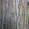 Fotografia 4 da espécie Cunninghamia lanceolata do Jardim Botânico UTAD