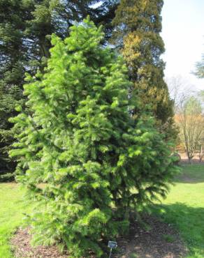 Fotografia 5 da espécie Cunninghamia lanceolata no Jardim Botânico UTAD