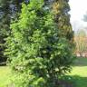 Fotografia 5 da espécie Cunninghamia lanceolata do Jardim Botânico UTAD