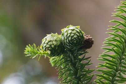 Fotografia da espécie Cunninghamia lanceolata