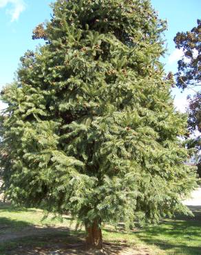 Fotografia 8 da espécie Cunninghamia lanceolata no Jardim Botânico UTAD