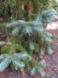 Fotografia da espécie Cunninghamia lanceolata