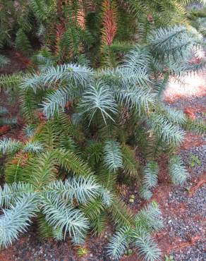 Fotografia 9 da espécie Cunninghamia lanceolata no Jardim Botânico UTAD