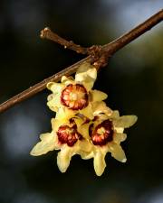 Fotografia da espécie Chimonanthus praecox