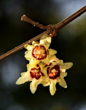 Fotografia 1 da espécie Chimonanthus praecox no Jardim Botânico UTAD