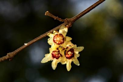 Fotografia da espécie Chimonanthus praecox