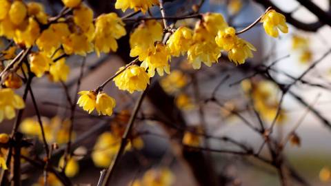 Fotografia da espécie Chimonanthus praecox