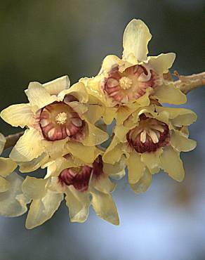 Fotografia 3 da espécie Chimonanthus praecox no Jardim Botânico UTAD