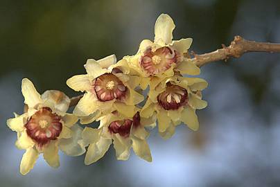 Fotografia da espécie Chimonanthus praecox