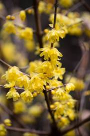 Fotografia da espécie Chimonanthus praecox