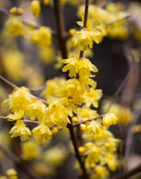 Fotografia 4 da espécie Chimonanthus praecox no Jardim Botânico UTAD