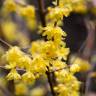 Fotografia 4 da espécie Chimonanthus praecox do Jardim Botânico UTAD