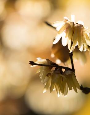 Fotografia 5 da espécie Chimonanthus praecox no Jardim Botânico UTAD