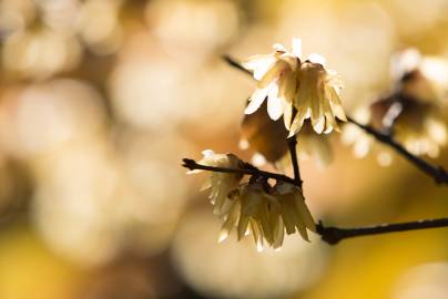 Fotografia da espécie Chimonanthus praecox