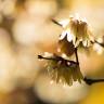 Fotografia 5 da espécie Chimonanthus praecox do Jardim Botânico UTAD