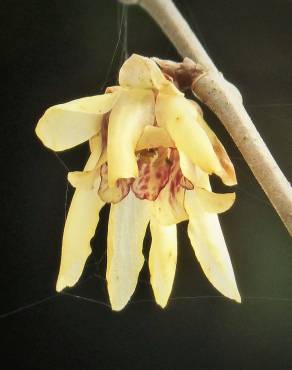 Fotografia 6 da espécie Chimonanthus praecox no Jardim Botânico UTAD