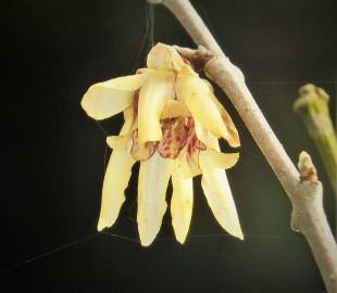 Fotografia da espécie Chimonanthus praecox