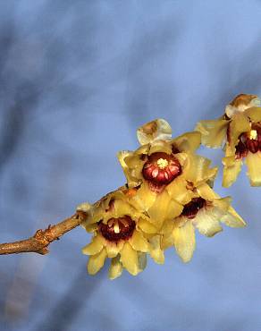 Fotografia 7 da espécie Chimonanthus praecox no Jardim Botânico UTAD