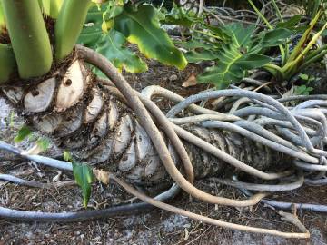 Fotografia da espécie Thaumatophyllum bipinnatifidum