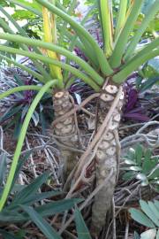 Fotografia da espécie Thaumatophyllum bipinnatifidum